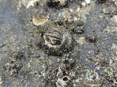 Fistulobalanus