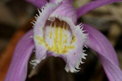 Pleione praecox