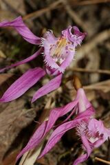 Pleione praecox