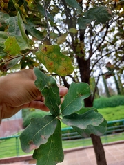 Quercus glaucoides