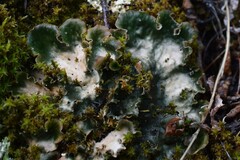 Peltigera ponojensis