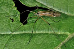 Prionolabis rufibasis