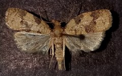 Cenopis saracana