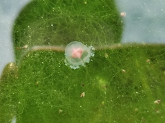 Turritopsis nutricula