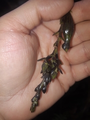 Epidendrum papallactense