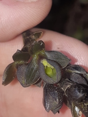 Epidendrum papallactense