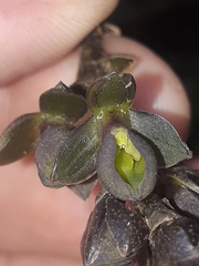 Epidendrum papallactense