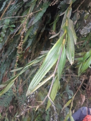 Epidendrum papallactense