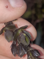 Epidendrum papallactense