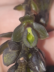 Epidendrum papallactense