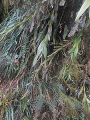 Epidendrum papallactense