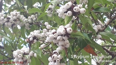 Syzygium zeylanicum