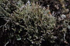 Cladonia singularis