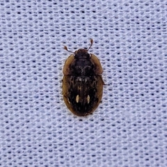 Lobiopa undulata