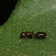 Camponotus hyatti