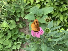 Speyeria cybele
