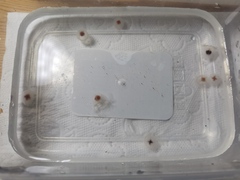 Turritopsis nutricula