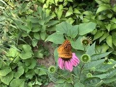 Speyeria cybele