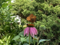 Speyeria cybele
