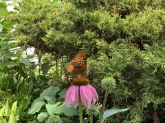 Speyeria cybele
