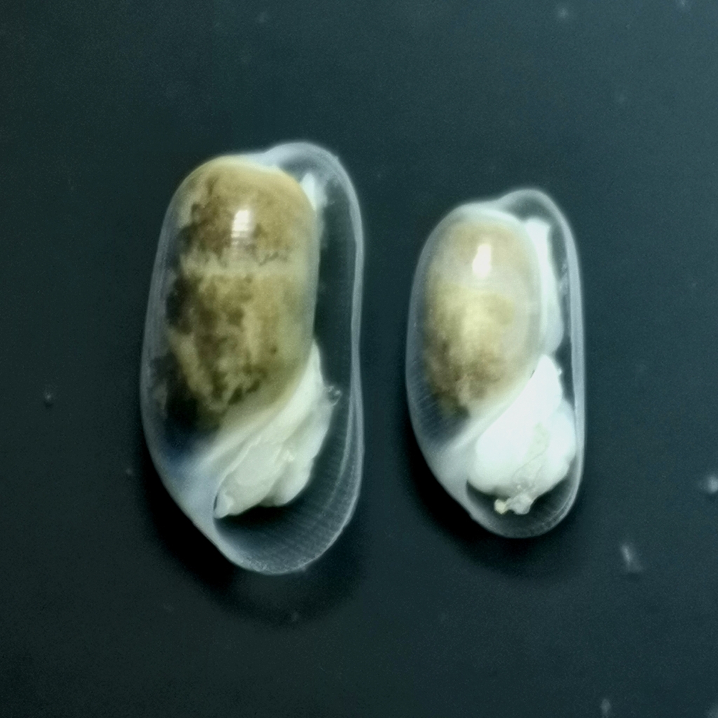 Cylichnatys