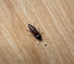 Hemicrepidius nemnonius