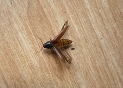 Hemicrepidius nemnonius