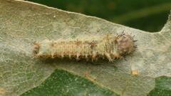 Limenitidini