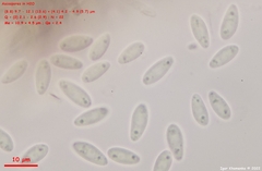 Hymenoscyphus imberbis