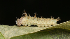 Limenitidini