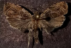 Olethreutes furfuranum
