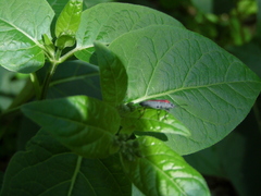 Anochrostomus formosus