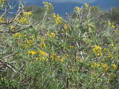 Senecio linifolius