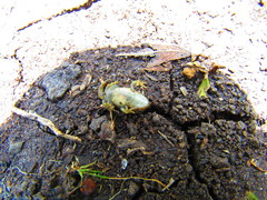 Anaxyrus compactilis