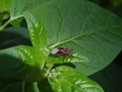 Anochrostomus formosus