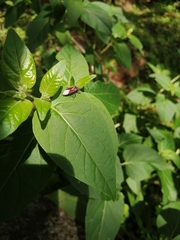 Anochrostomus formosus