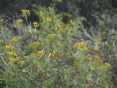Senecio linifolius