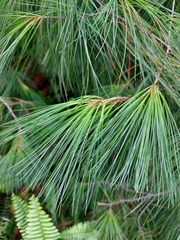 Pinus chiapensis