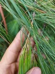 Pinus chiapensis