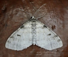 Lobophora