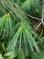 Pinus chiapensis
