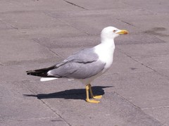 Larus michahellis
