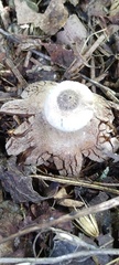 Geastrum pectinatum