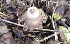 Geastrum pectinatum