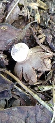 Geastrum pectinatum