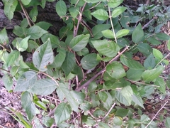 Lonicera maackii
