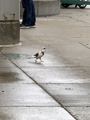 Columba livia domestica
