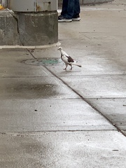 Columba livia domestica