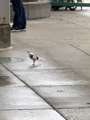 Columba livia domestica