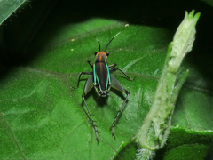Phylloscyrtini